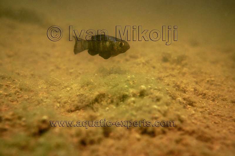 freshwater underwater photography